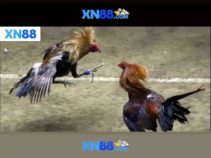 XN88 – Đăng Nhập Slot Với Tỷ Lệ Thưởng Cao Nhất Thị Trường 2026 - xn88 XN88 – Đăng Nhập Slot Với Tỷ Lệ Thưởng Cao Nhất Thị Trường 2026 - xn88